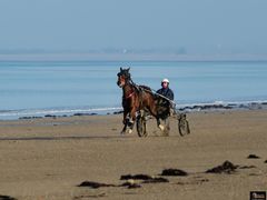 Entrainement des chevaux de course