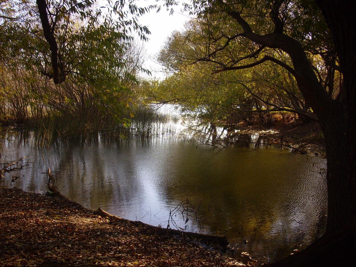 Entramos en Otoño