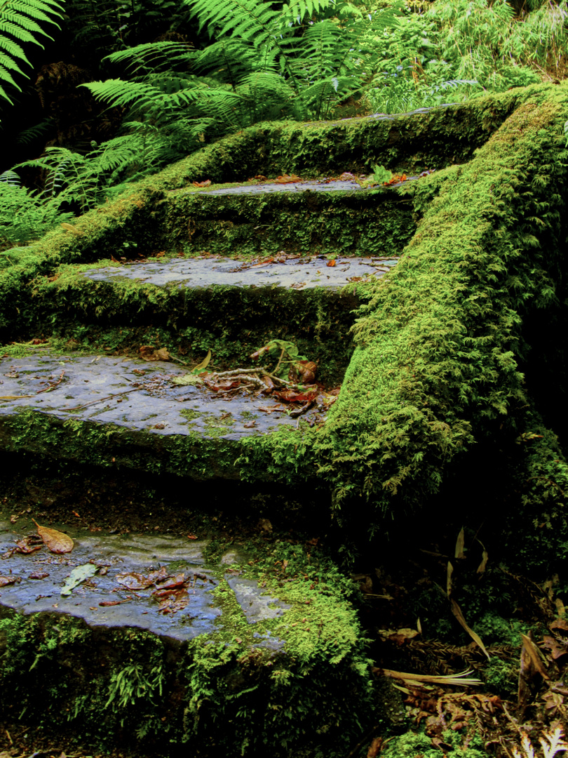 Entrance to the Fairies' Woods