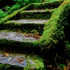 Entrance to the Fairies' Woods