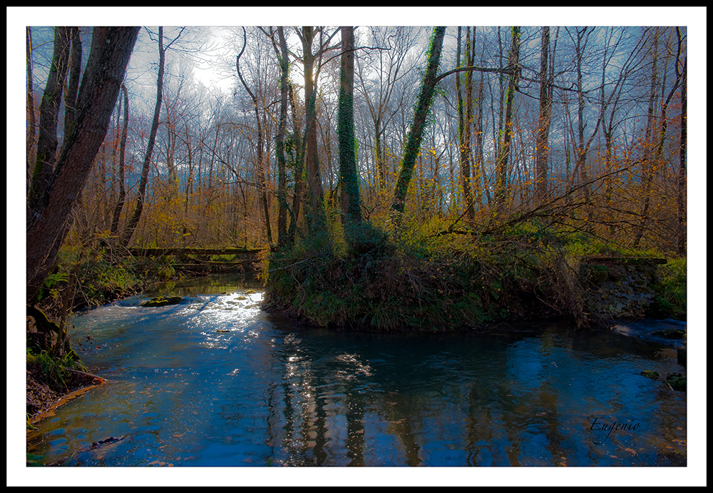 Entrando al bosque