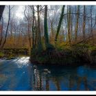 Entrando al bosque