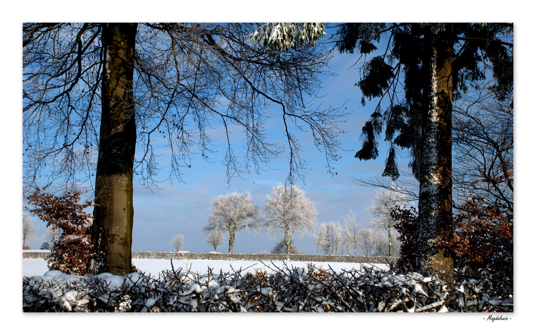 Entre 2 arbres, mon coeur balance