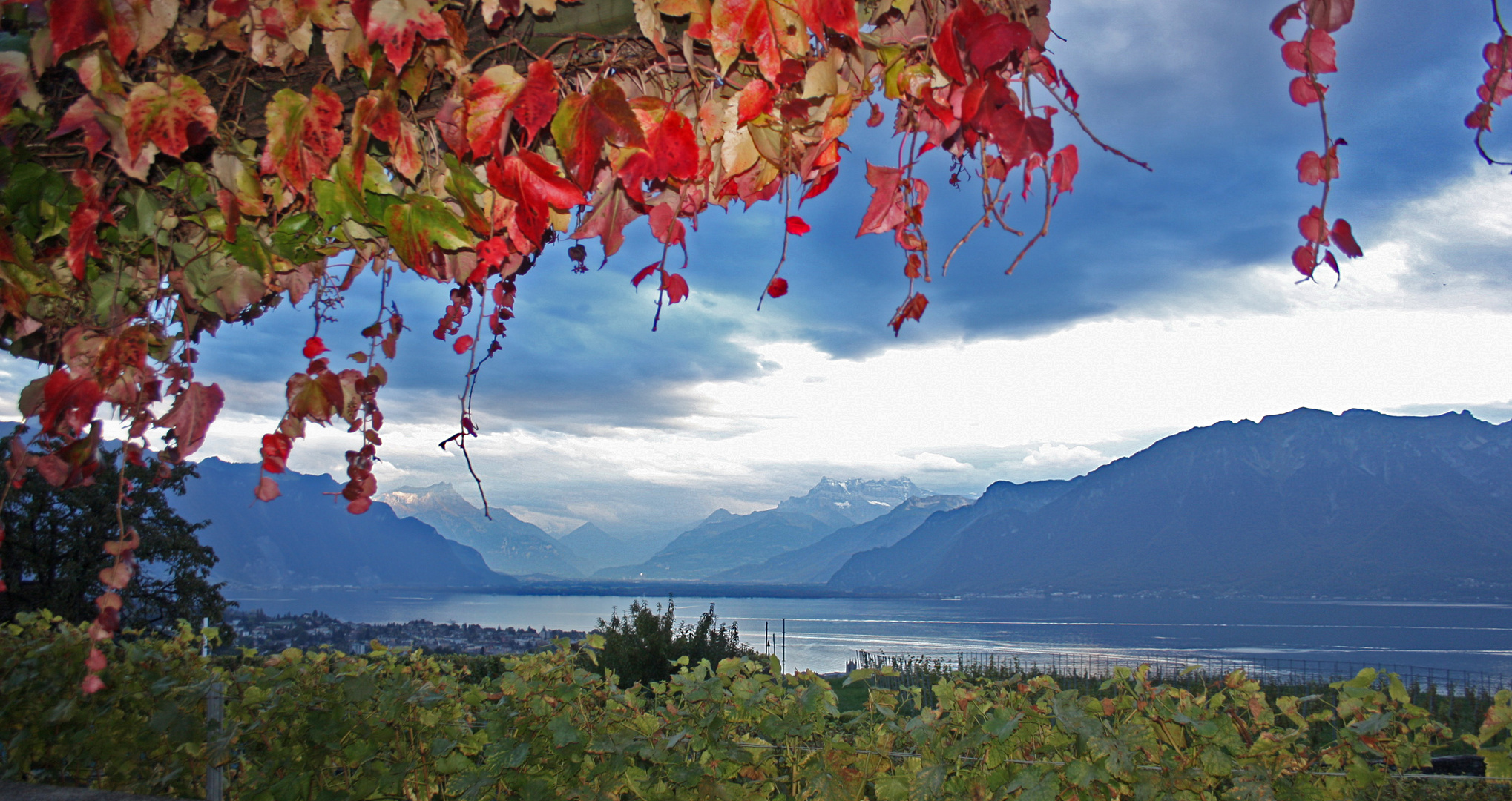 entre 2 vignes