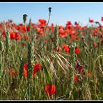 Entre amapolas