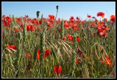 Entre amapolas