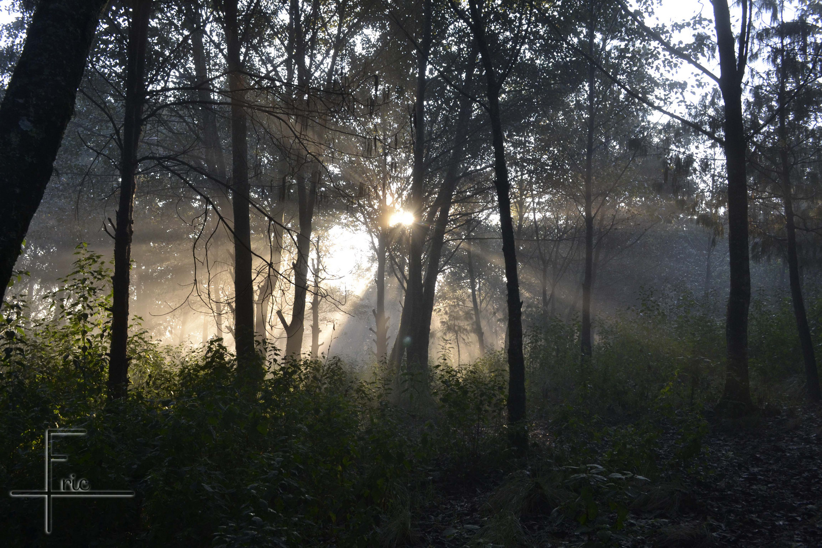 Entre Arboles