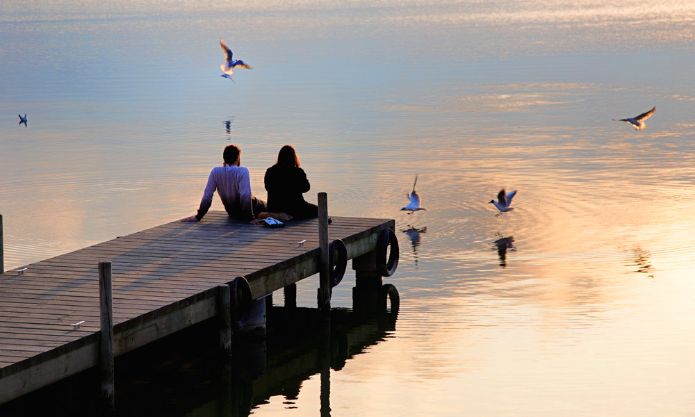 Entre aves