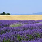 Entre blés et lavande...