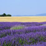 Entre blés et lavande...