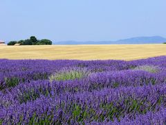 Entre blés et lavande...