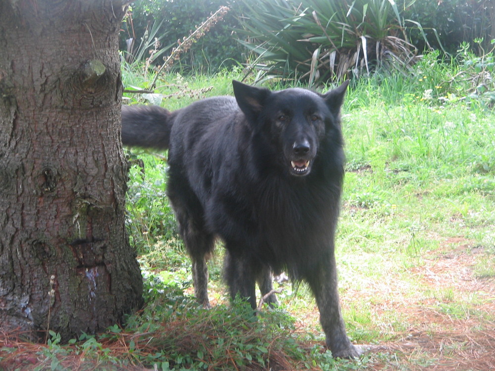 entre chien et loup