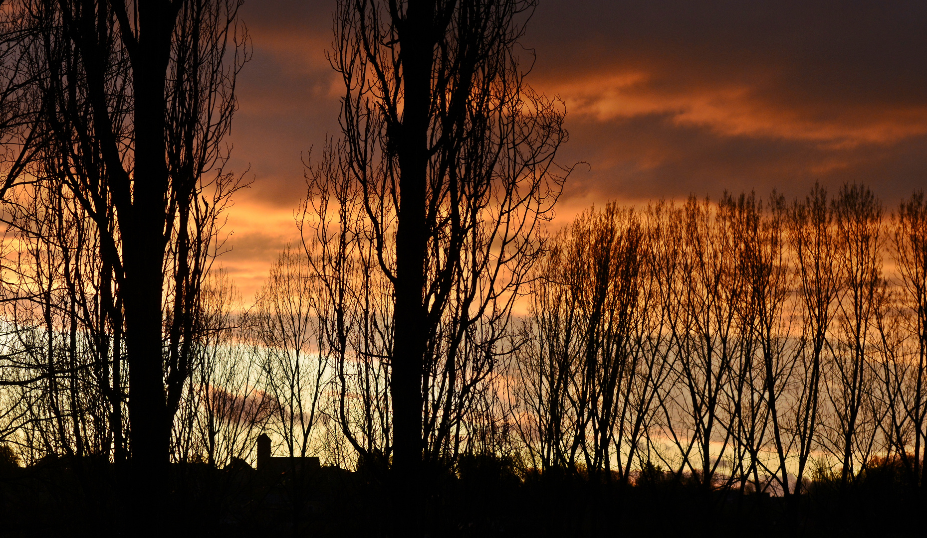 Entre chien et loup ...