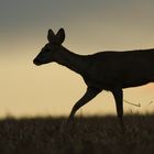 entre chien et loup, mais c'est un chevreuil....