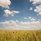 Entre ciel et blé...