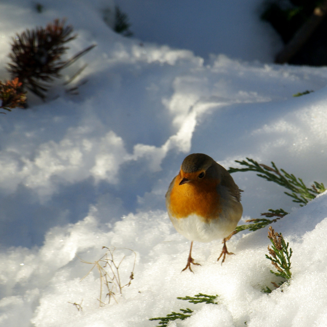 Entre ciel et neige