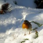 Entre ciel et neige