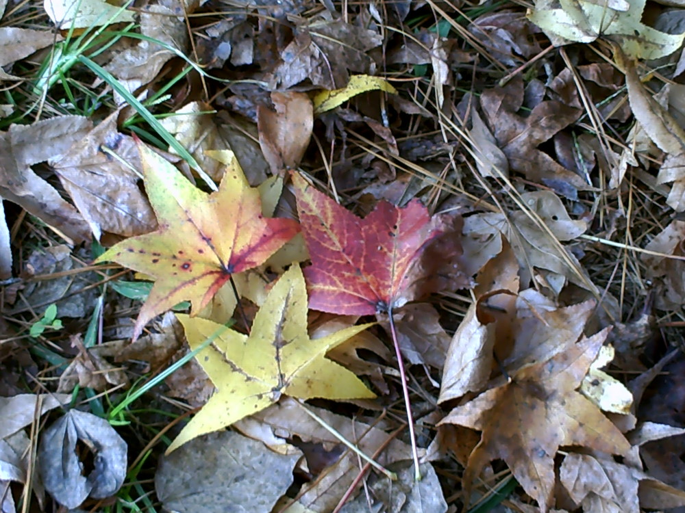 Entre colores