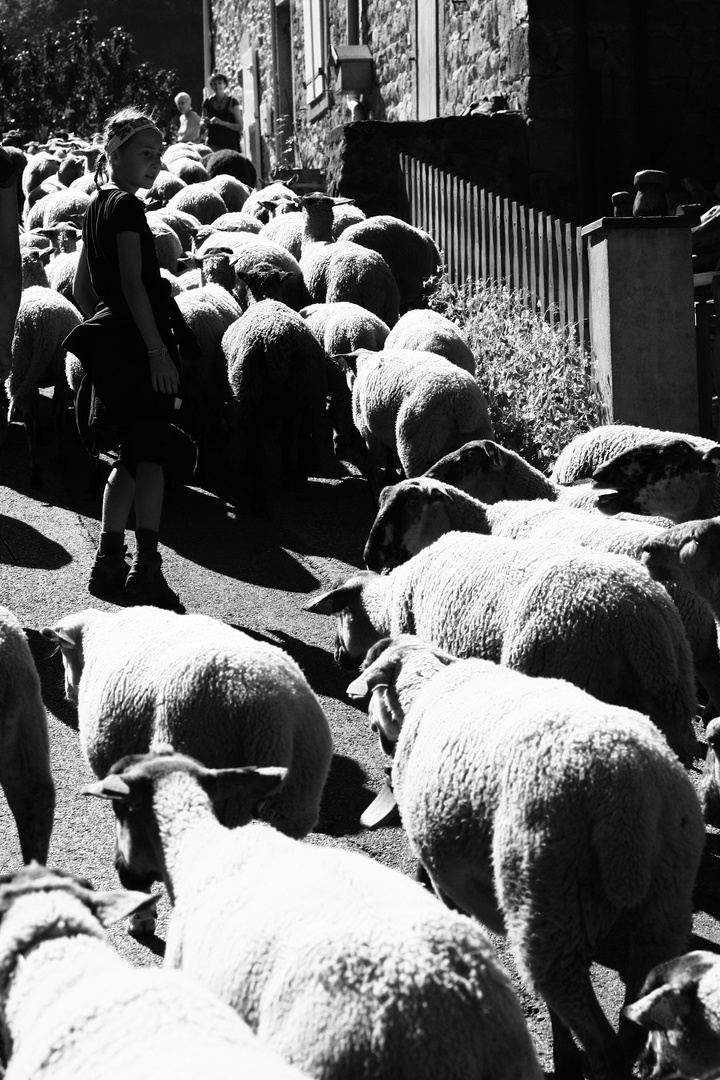 Entre des moutons