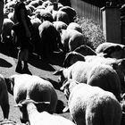 Entre des moutons