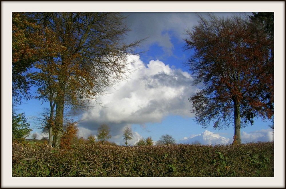 Entre deux arbres, entre deux saisons