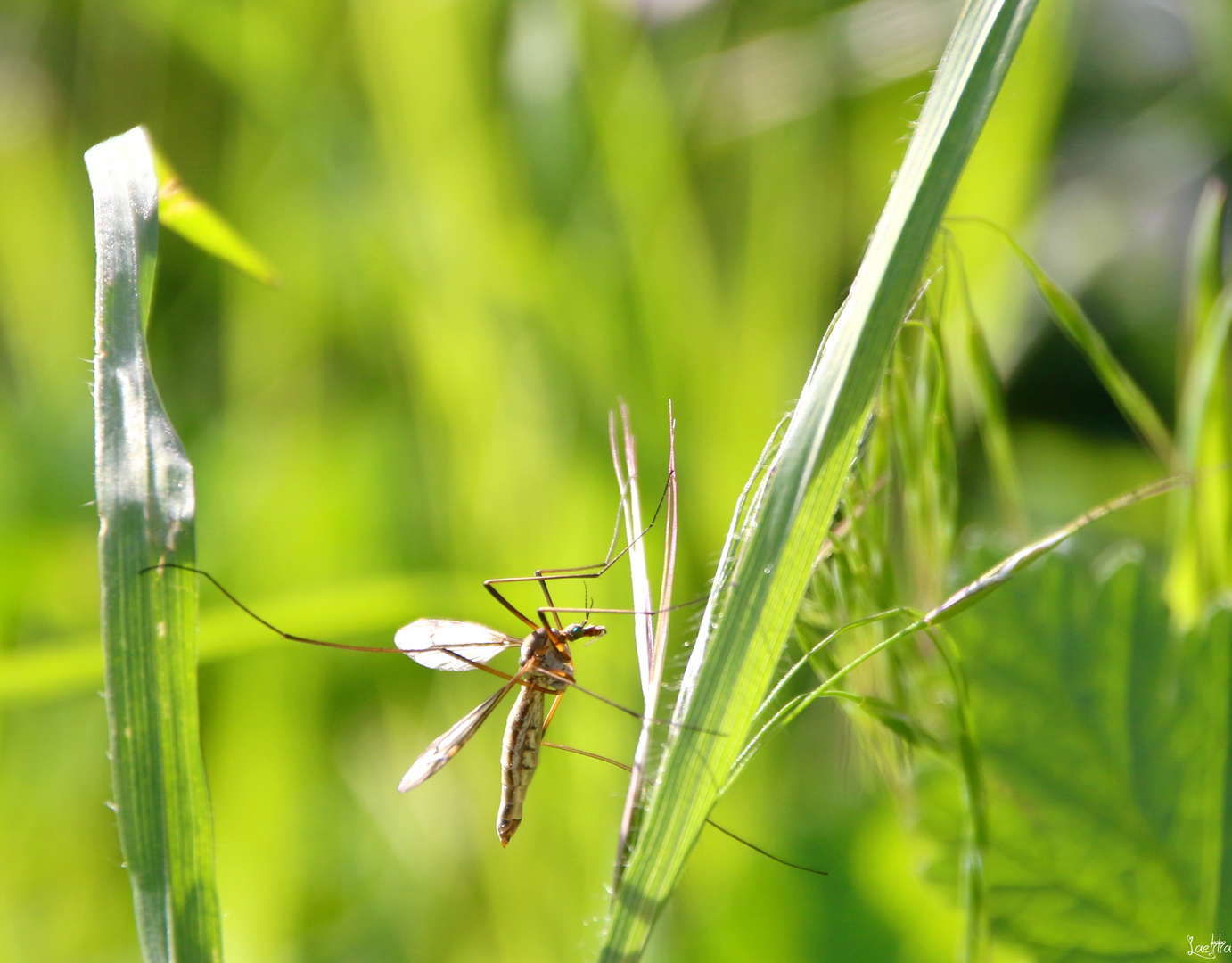 Entre deux herbes