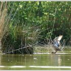 Entre Eau et roseau