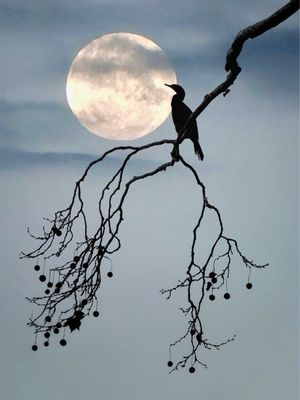 Entre el cielo y la tierra 