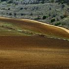 Entre el monte y el sembrado