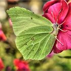 entre feuille et papillon pas grand différence juste leur poits commun la légèreté