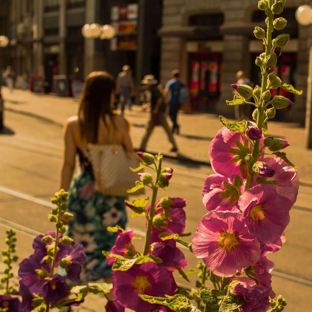 Entre flores