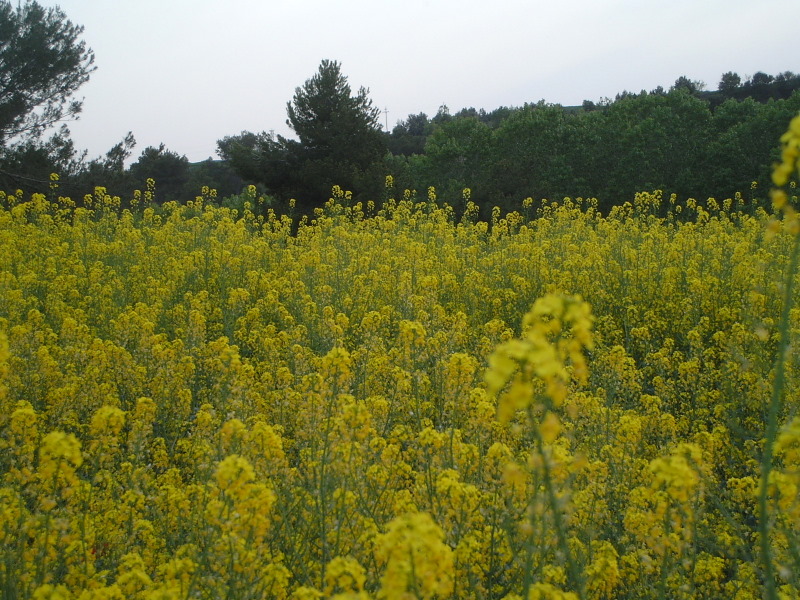 Entre flores