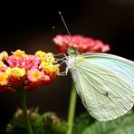 Entre flores