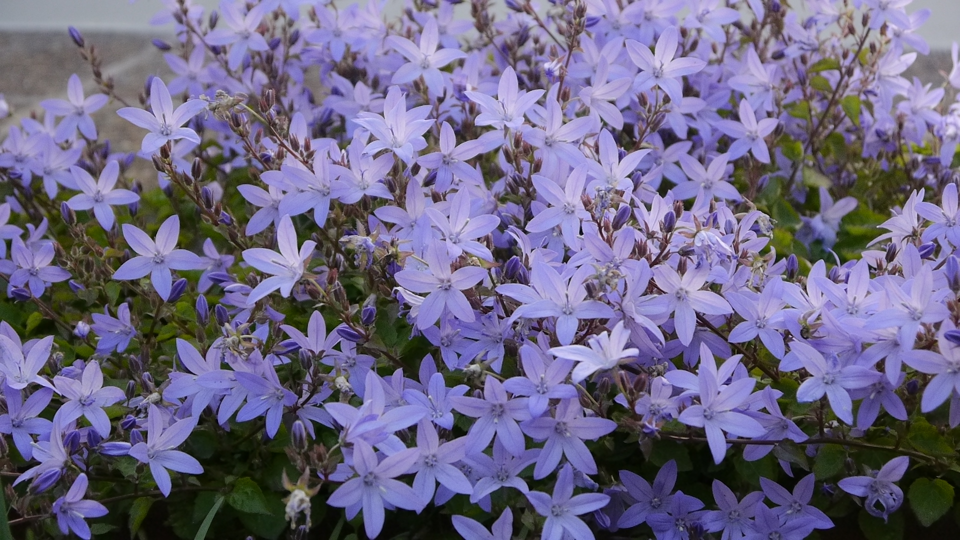 ENTRE FLORES Y PIMPOLLOS