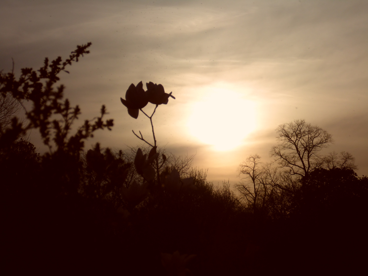 entre flores y sombras