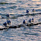 entre gaviotas