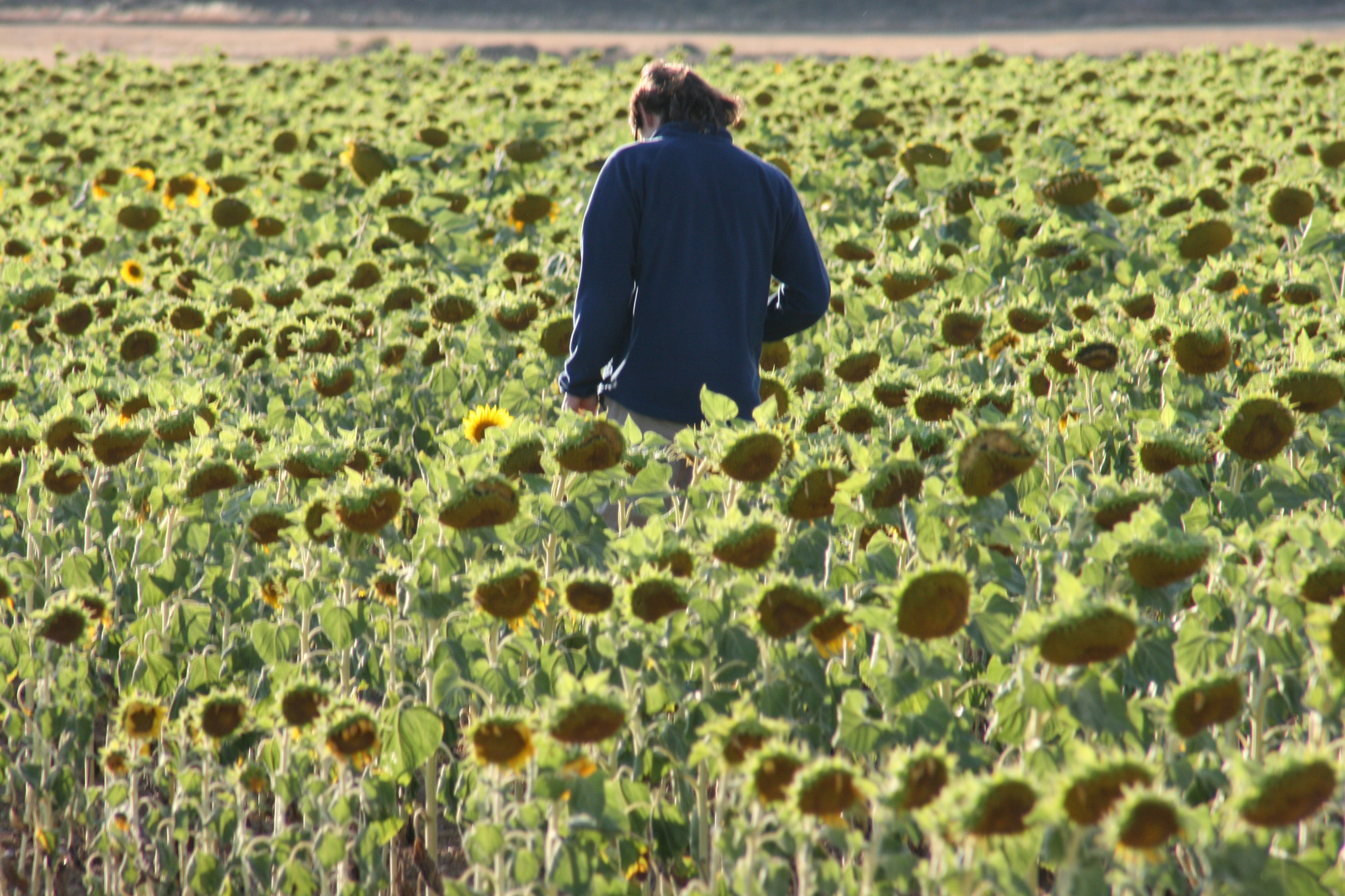 Entre girasoles