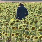 Entre girasoles