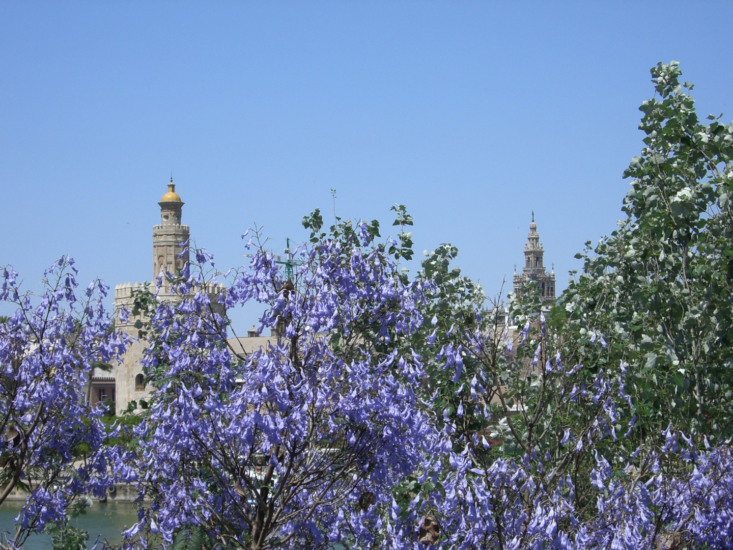 ENTRE JACARANDAS