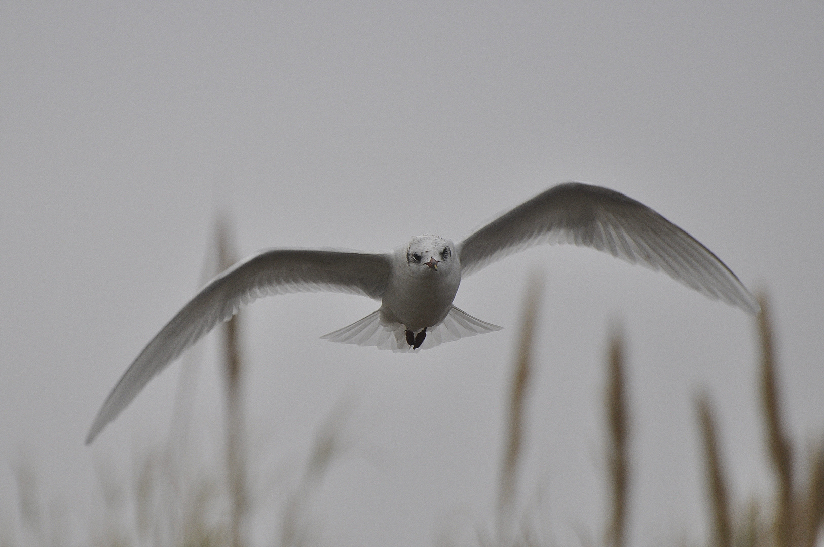 ..entre juncos..