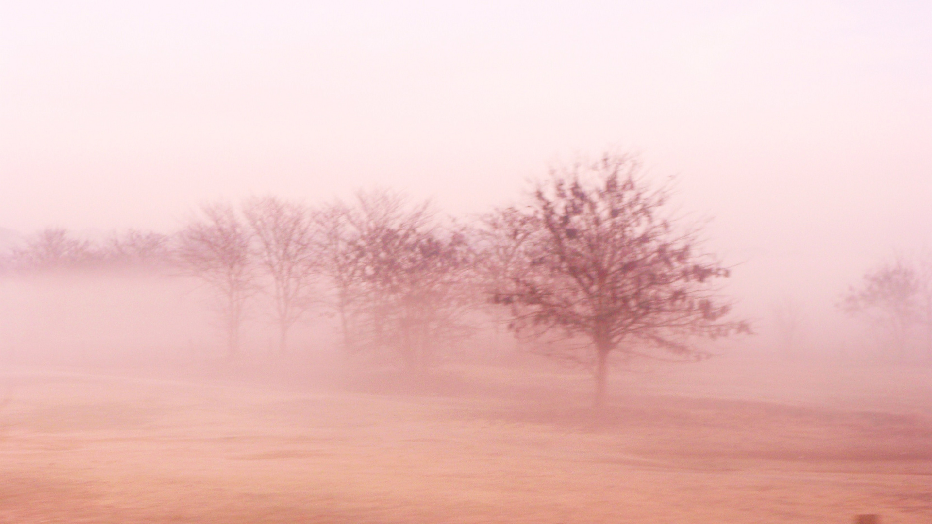 entre la neblina