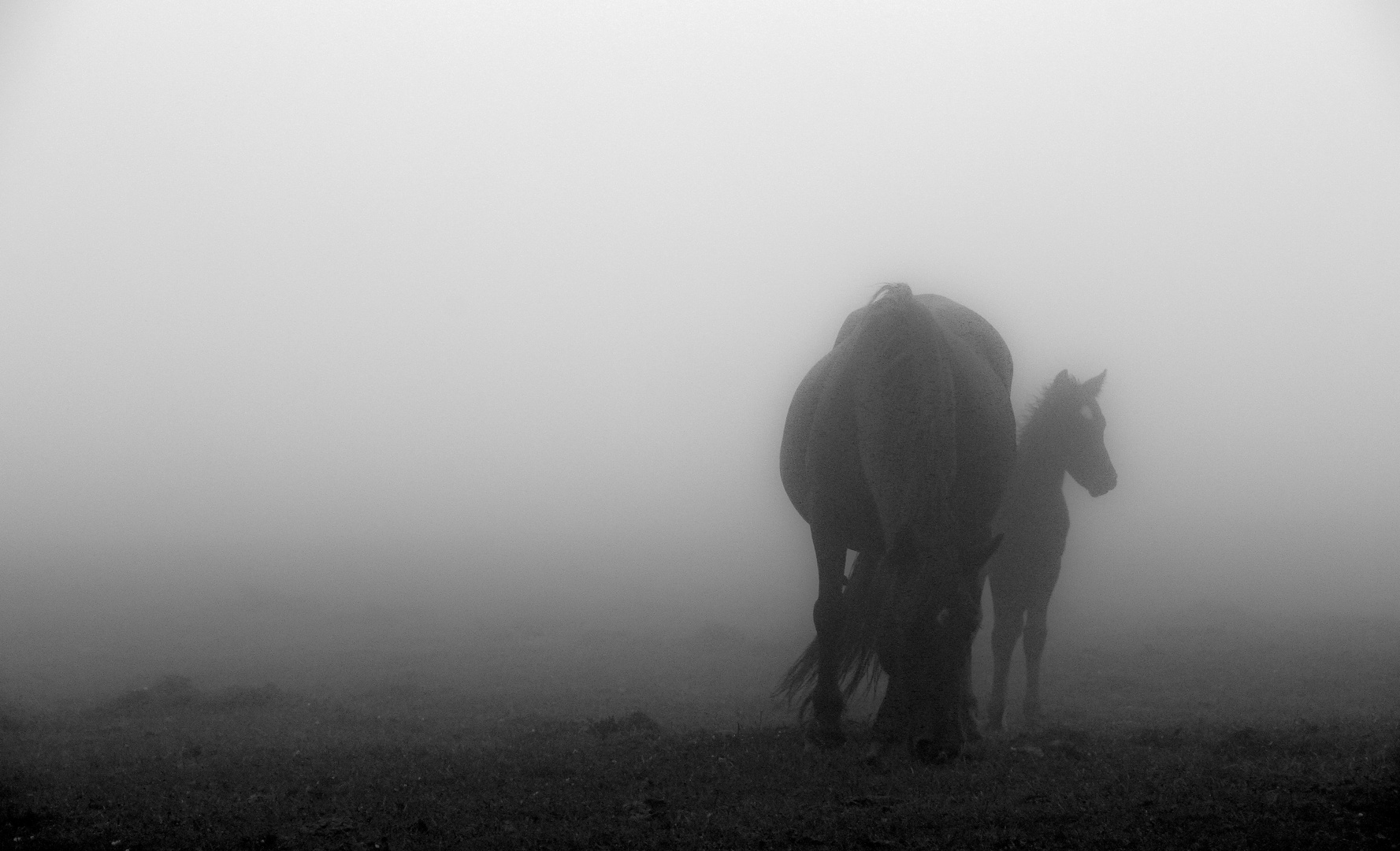 Entre la niebla