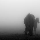 Entre la niebla