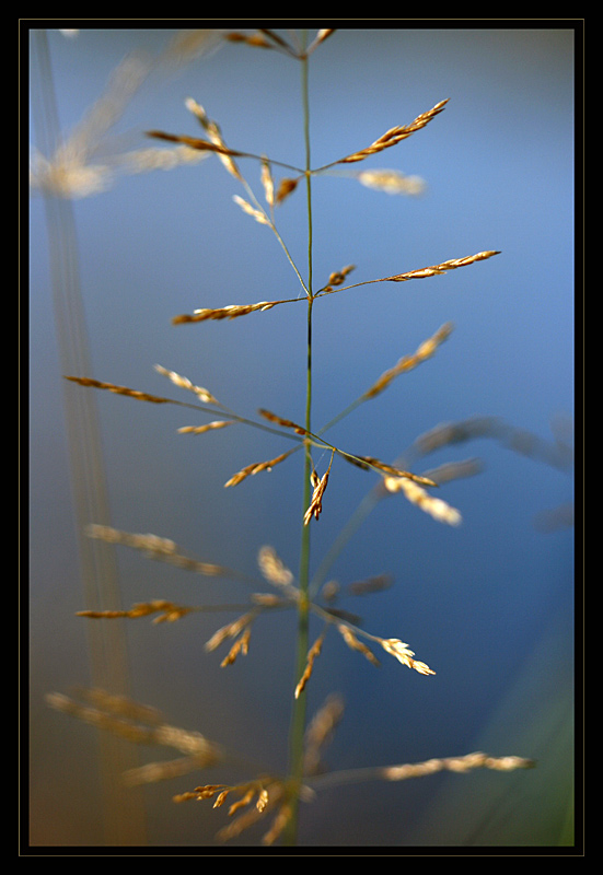 Entre la terre et l'eau... von petiteplume 