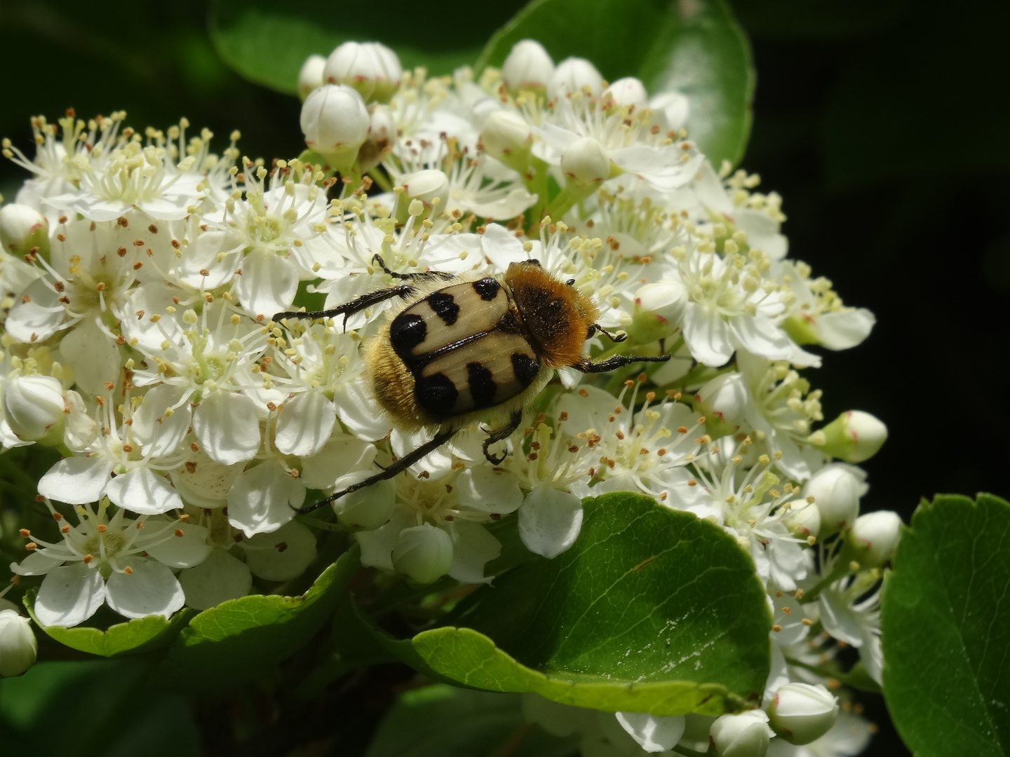 Entre l'abeille et la coccinelle ???