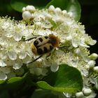 Entre l'abeille et la coccinelle ???