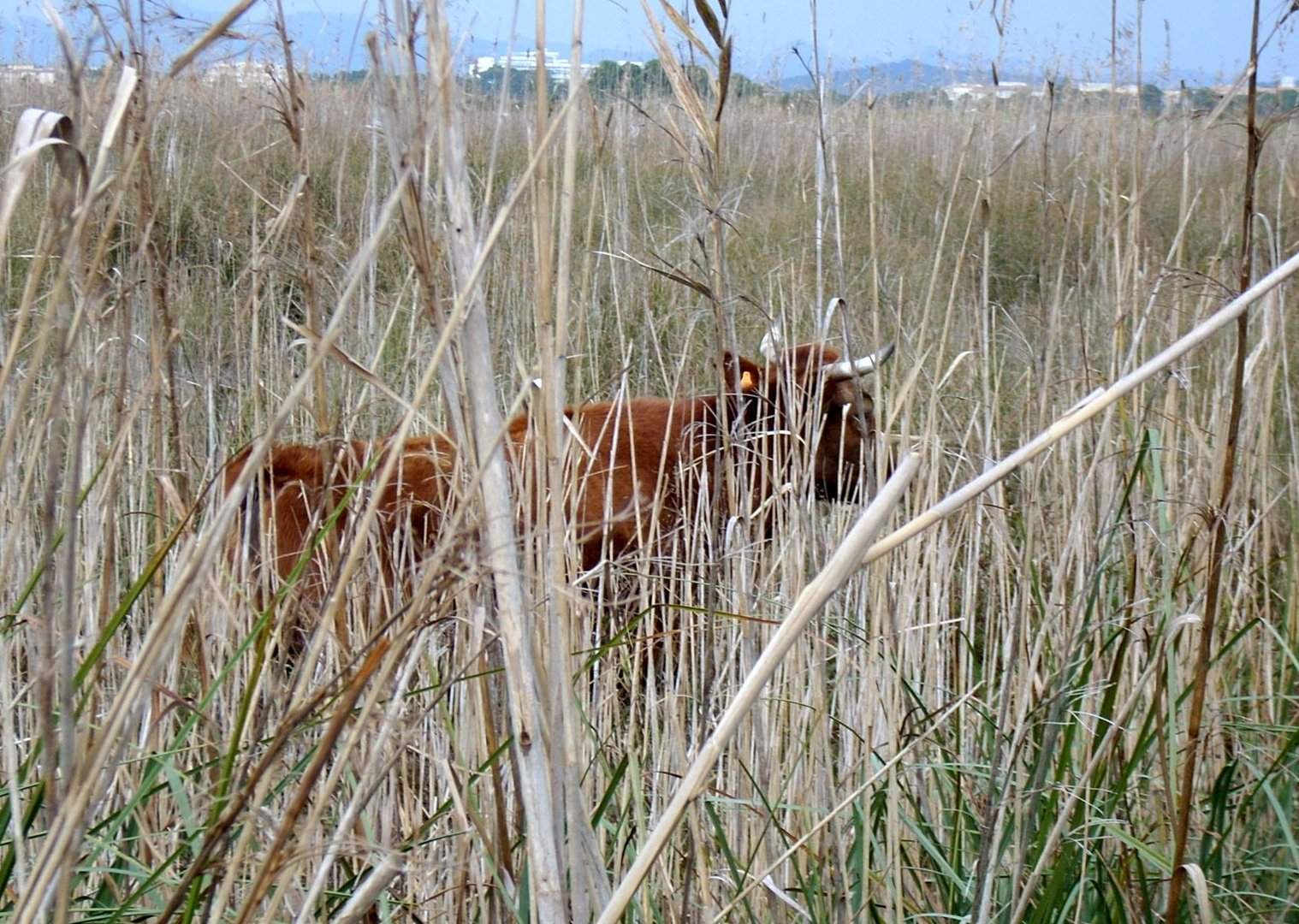 ENTRE LAS CAÑAS