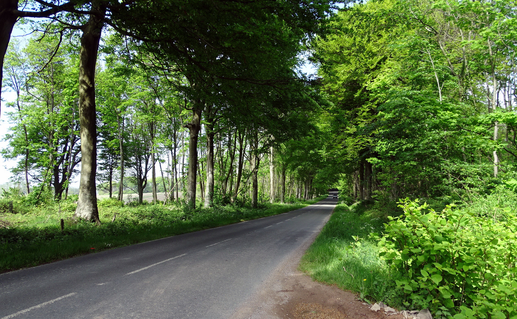 Entre les arbres