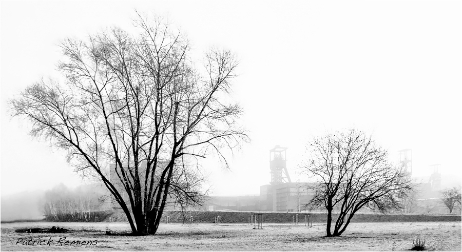 entre les arbres