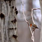 entre les branches